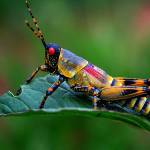 Geoffrey Nyarongi Profile Picture