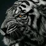 Austine Ongala Profile Picture