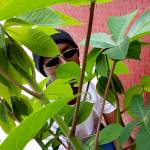 Nshuti Alain Profile Picture