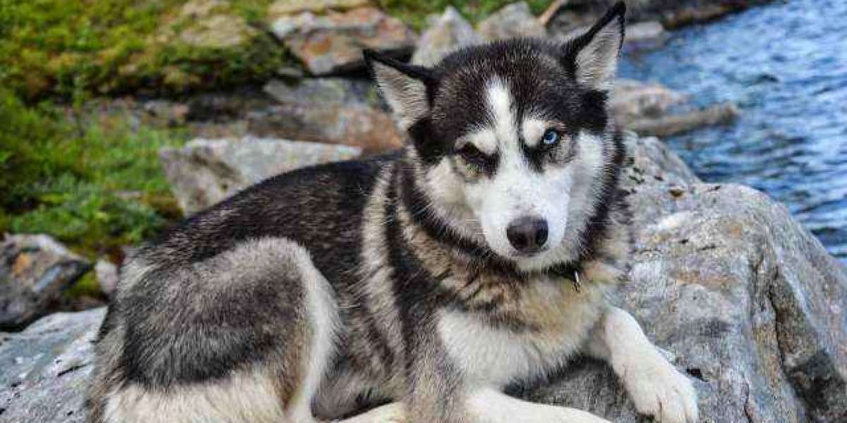 DANGEROUS DOG BREEDS