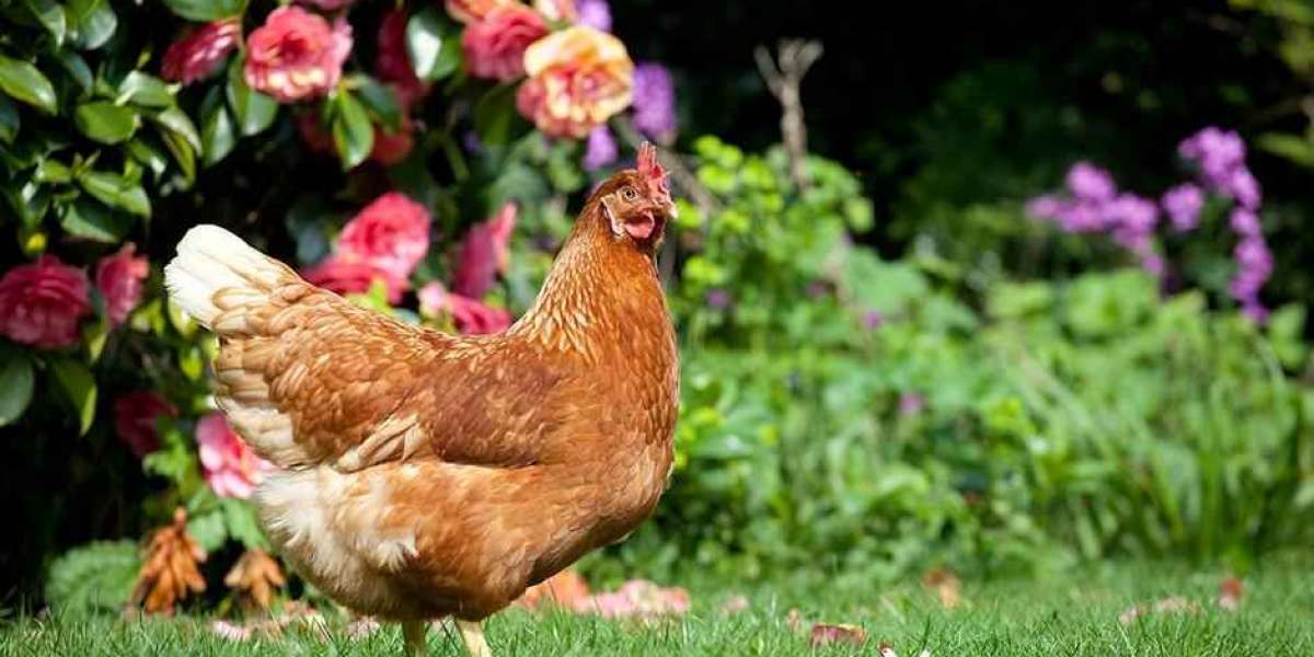 CHICKEN BREEDS