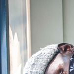 Faded Lebron Profile Picture