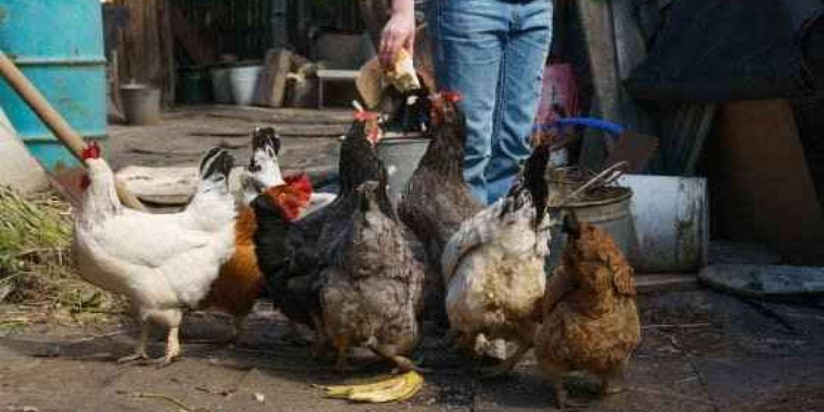 BENEFITS OF CHICKEN