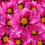 Alexis Musembi Profile Picture