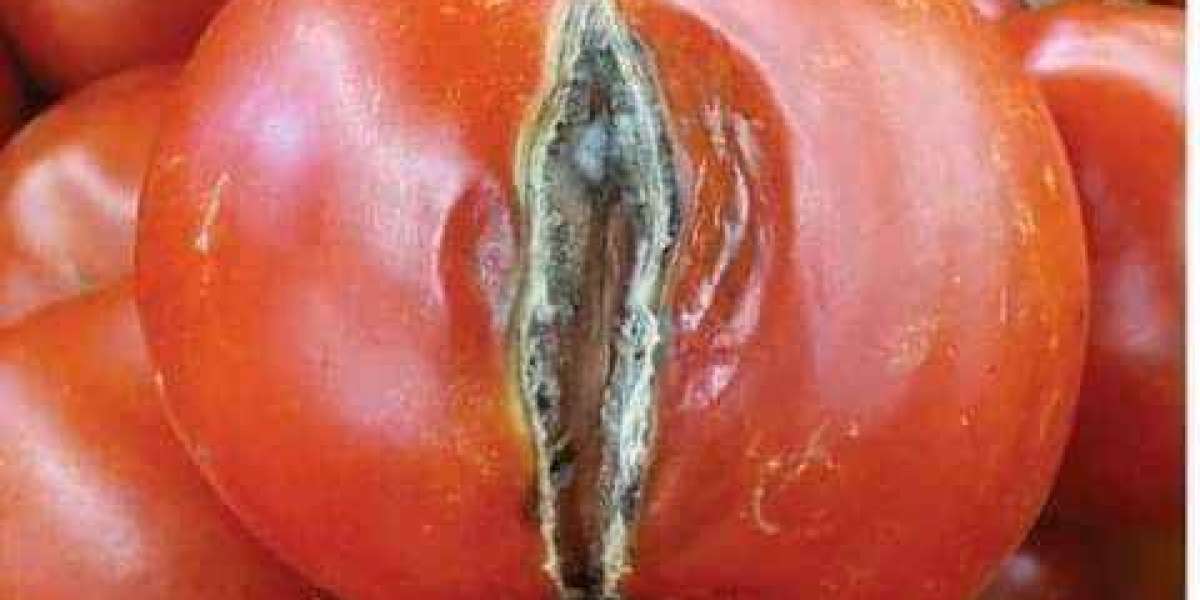 Tomatoes Disease