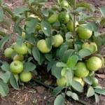 Hawaga Moses Profile Picture