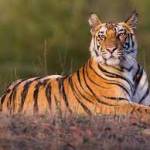 Raju Kumar Profile Picture