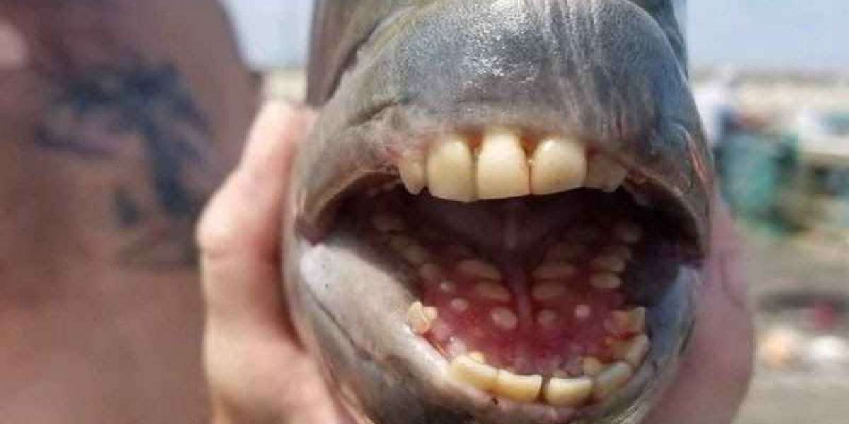 Fish with 'human' teeth caught in North Carolina