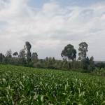 Sarah Kiprop Profile Picture