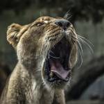 Brian Kingston Profile Picture