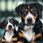 Amolo Harun Profile Picture