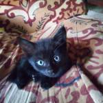 Mark Kwoba Profile Picture