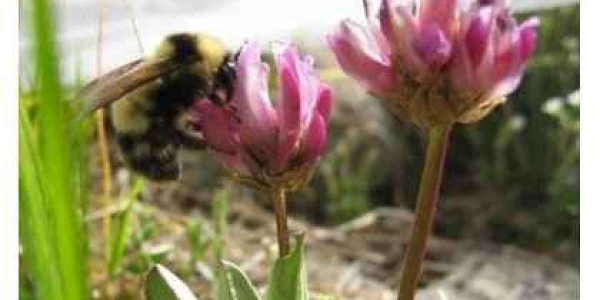 Bee buzzes could help determine how to save their decreasing population
