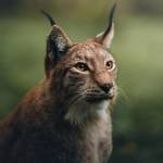 Victor Meli Profile Picture