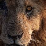 Edmond Mwanakhisa Profile Picture