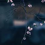 Hic Joe Profile Picture