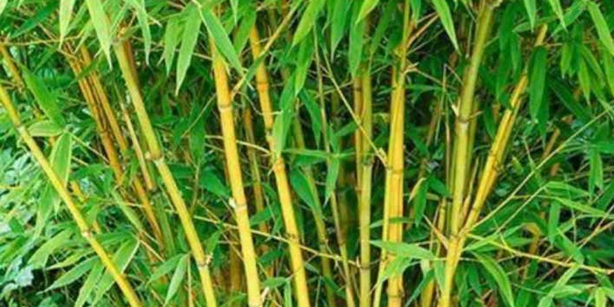 BAMBOO THE GREAT GRASS WITH ALOT OF BENEFITS TO MANKIND