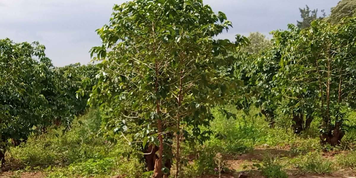 Coffee fields in kenya