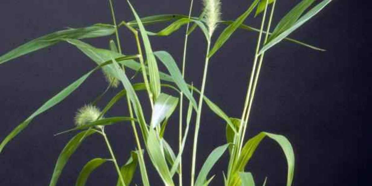 TYPES OF WEEDS