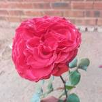 Siphosethu Sbongokuhle Profile Picture