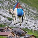 Sharon Wandera Profile Picture