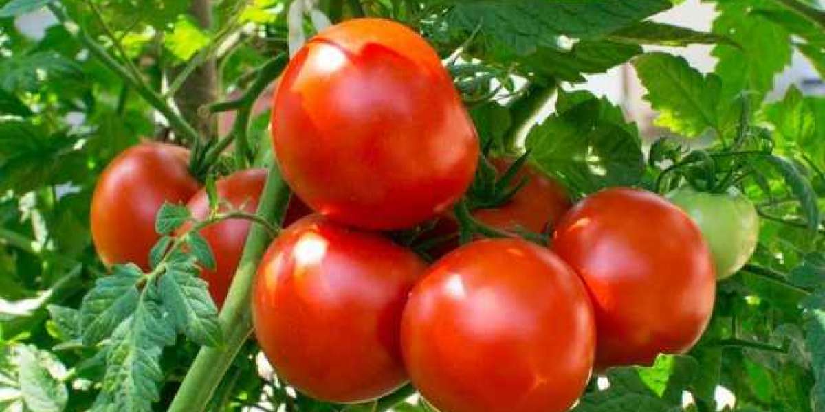 Tomato Farming