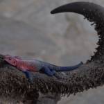 Charles Kole Profile Picture