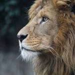 Weldon Kipruto Profile Picture