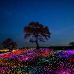 Alphonse Kenei Profile Picture