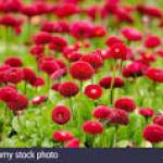 Charles Yeboah profile picture