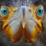 Alphonse Wanyama Profile Picture