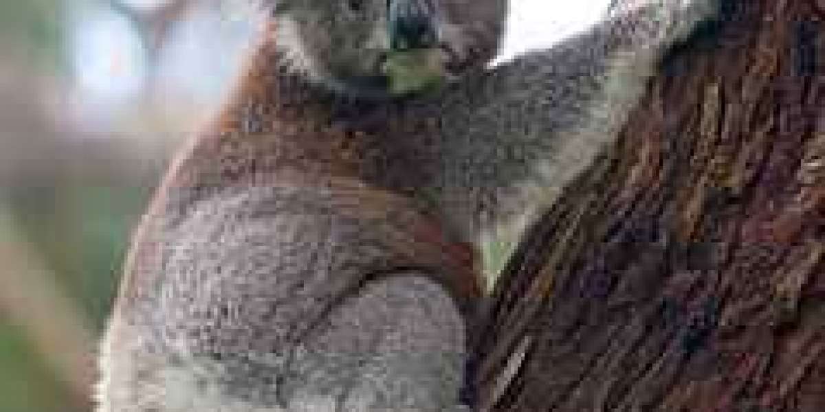 What is a koala?