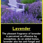 Eucabeth Mbosho Profile Picture