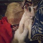 Hector Priest Profile Picture