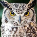 Reuben Amwoka Profile Picture