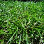 Stephen Oyeleke Profile Picture