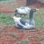 James kamau Profile Picture