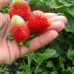 Dennis Wanyoike Profile Picture