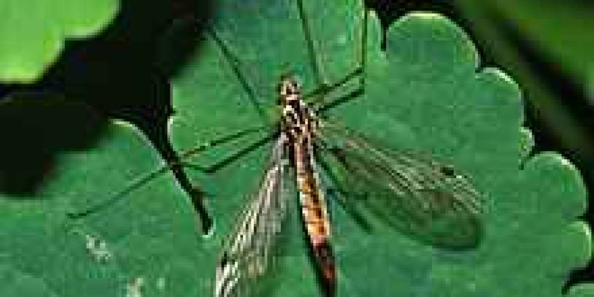 What is a Crane fly?