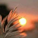 Sabbir Hussen Profile Picture