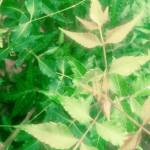 Abubakar Aradeaa Profile Picture