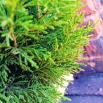 Mfundo Kagiso Profile Picture