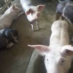 Hakoramungu Hakoramungu Profile Picture