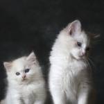 Margaret migwi Profile Picture