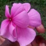 gabrielle hosea Profile Picture
