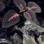 gudu stallone Profile Picture