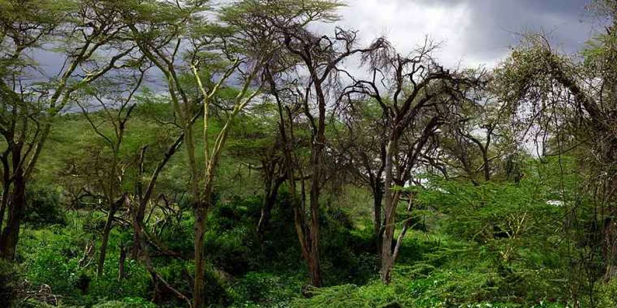 Rwanda : Vingt-deux pays africains dont le Rwanda engagés à restaurer 75 millions d’ha de forêts d’ici 2030