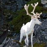 Uchechukwu Fidelis Profile Picture