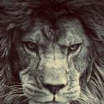 Lukas Adonis Profile Picture