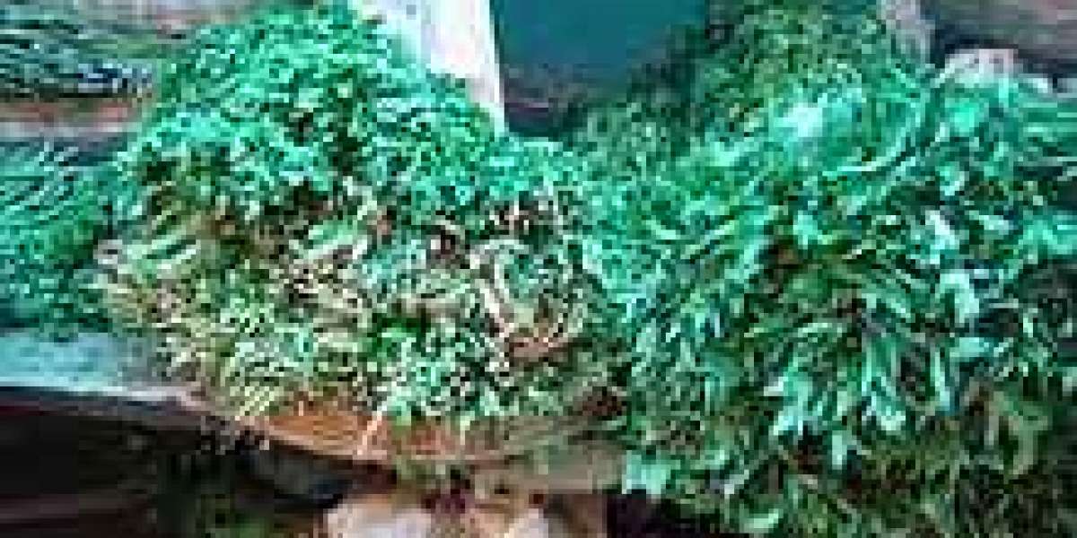 What is gongura?